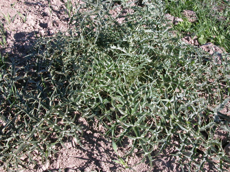 Cynara cardunculus